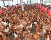 CONSTRUCTION D'UNE FERME AVICOLE