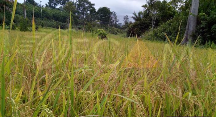 Production de RIZ